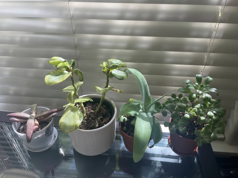 Assorted succulents grown from cuttings