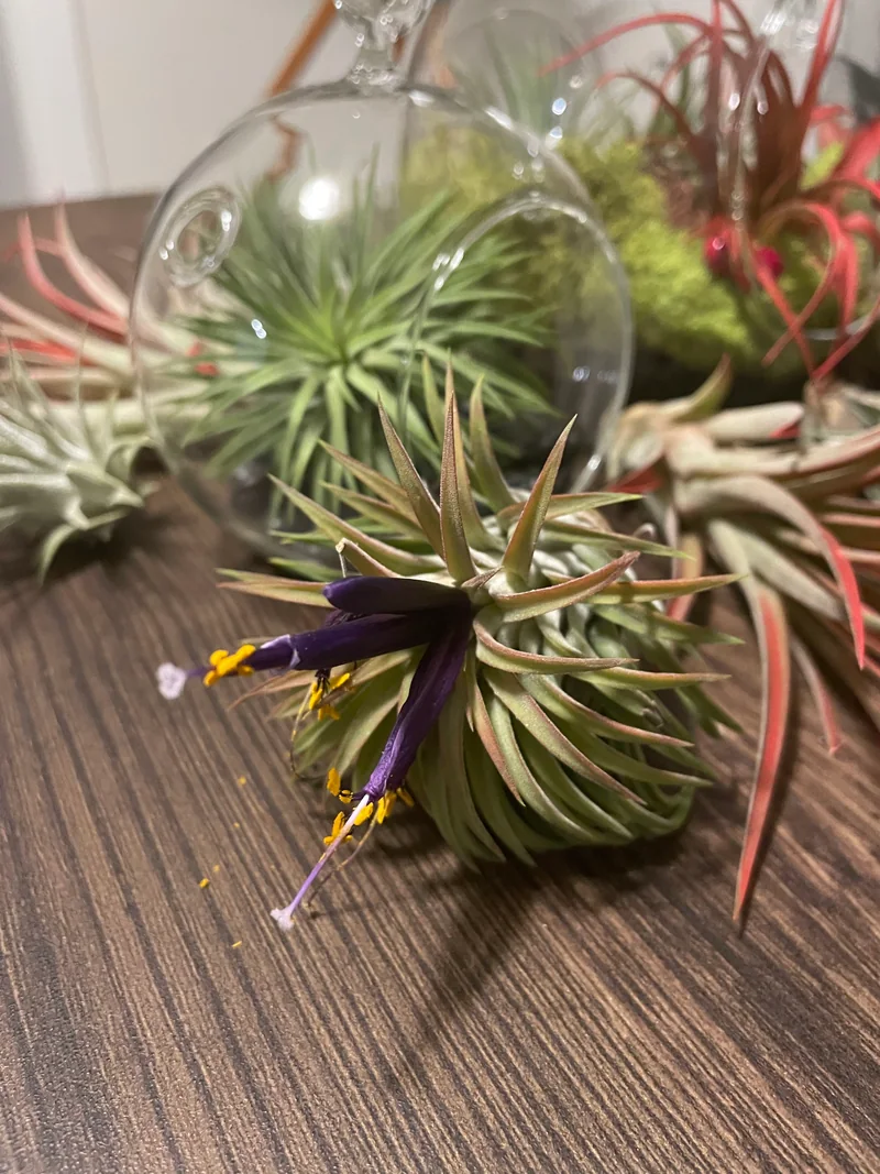 Tillandsia blooming at the end of its life cycle