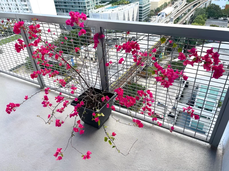 Bougainvillea which quickly colonized my balcony