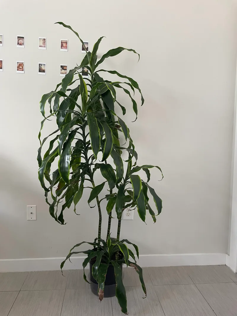 Corn plant which keeps falling over itself