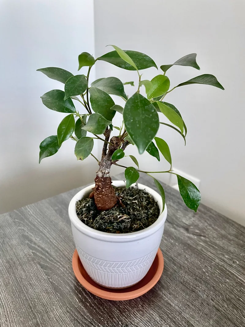 Ficus bonsai which requires lots of pruning