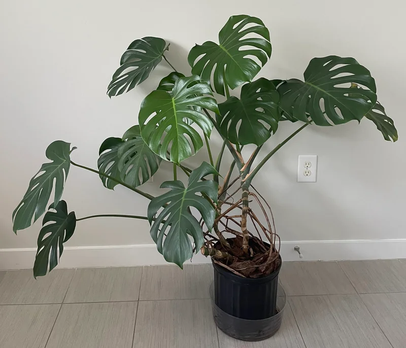 Large monstera deliciosa (parent to many baby plants)