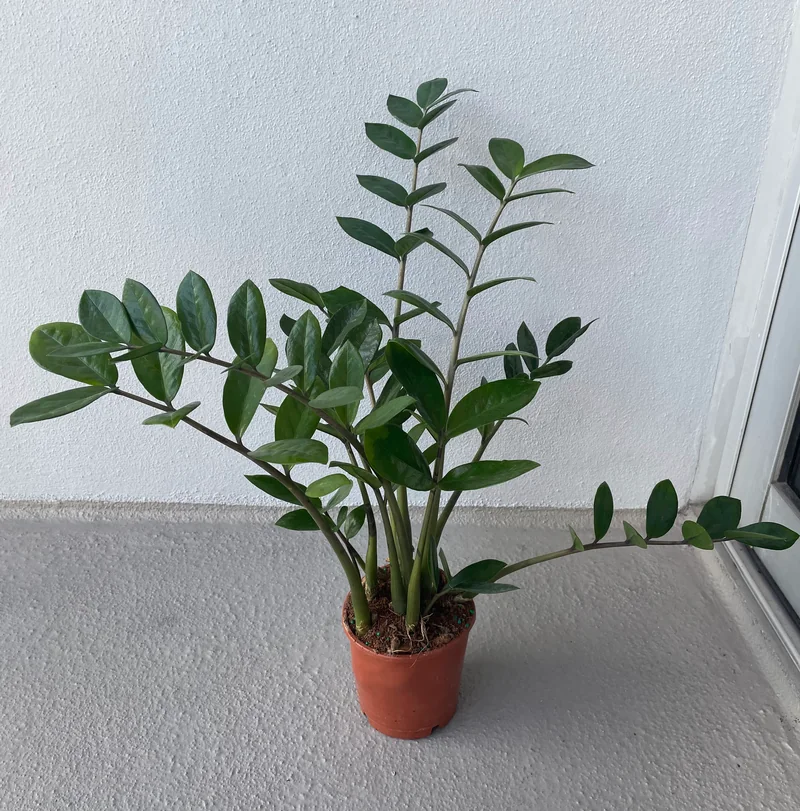 Zanzibar gem, a special housewarming gift!